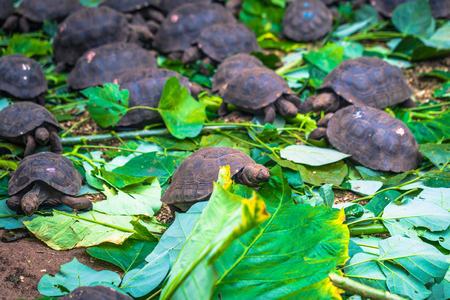 Galapagos Islands - August 23, 2017: Baby Giant land Tortoises in the Darwin Research Center in Santa Cruz Island, Galapagos Islands, Ecuadorのeditorial素材