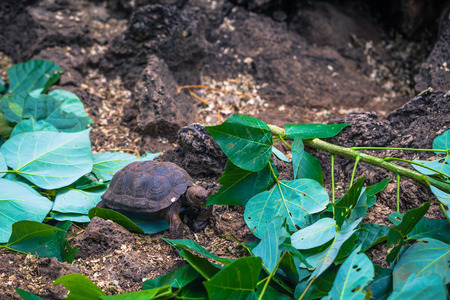 Galapagos Islands - August 23, 2017: Baby Giant land Tortoises in the Darwin Research Center in Santa Cruz Island, Galapagos Islands, Ecuadorのeditorial素材