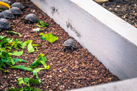 Galapagos Islands - August 23, 2017: Baby Giant land Tortoises in the Darwin Research Center in Santa Cruz Island, Galapagos Islands, Ecuadorのeditorial素材