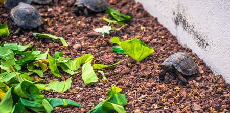 Galapagos Islands - August 23, 2017: Baby Giant land Tortoises in the Darwin Research Center in Santa Cruz Island, Galapagos Islands, Ecuadorのeditorial素材