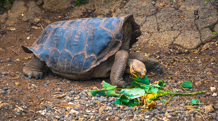 Galapagos Islands - August 23, 2017: Giant land Tortoise in the Darwin Research Center in Santa Cruz Island, Galapagos Islands, Ecuadorのeditorial素材