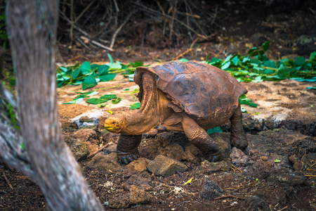 Galapagos Islands - August 23, 2017: Super Diego, the giant Tortoise in the Darwin Research Center in Santa Cruz Island, Galapagos Islands, Ecuadorのeditorial素材