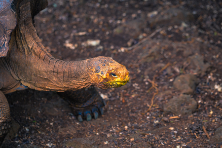 Galapagos Islands - August 23, 2017: Super Diego, the giant Tortoise in the Darwin Research Center in Santa Cruz Island, Galapagos Islands, Ecuadorのeditorial素材