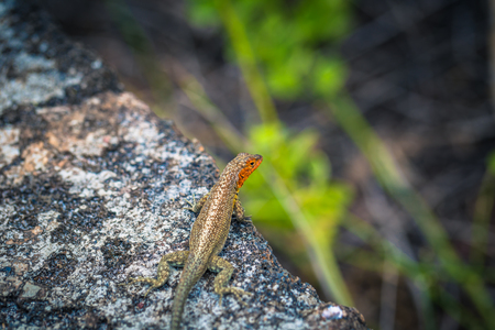 Galapagos Islands - August 23, 2017: Lava Lizard in Tortuga Bay in Santa Cruz Island, Galapagos Islands, Ecuadorのeditorial素材