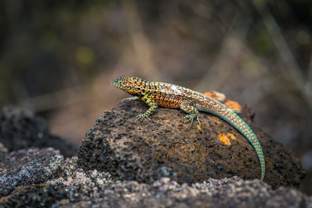 Galapagos Islands - August 23, 2017: Lava Lizard in Tortuga Bay in Santa Cruz Island, Galapagos Islands, Ecuadorのeditorial素材