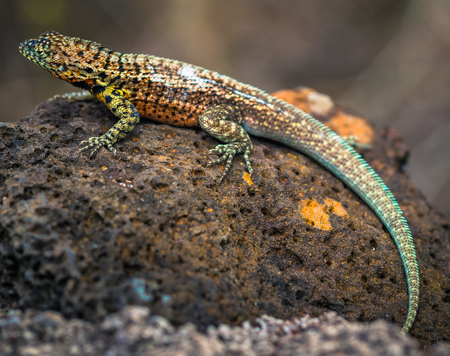 Galapagos Islands - August 23, 2017: Lava Lizard in Tortuga Bay in Santa Cruz Island, Galapagos Islands, Ecuadorのeditorial素材