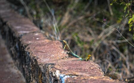 Galapagos Islands - August 23, 2017: Lava Lizard in Tortuga Bay in Santa Cruz Island, Galapagos Islands, Ecuadorのeditorial素材