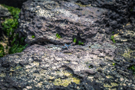 Galapagos Islands - August 23, 2017: Red Crab in the coast of Santa Cruz Island, Galapagos Islands, Ecuadorのeditorial素材
