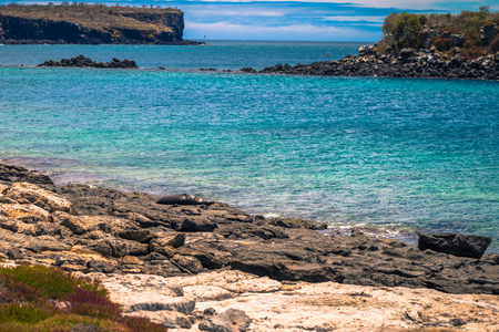 Galapagos Islands - August 24, 2017: Sealion in Plaza Sur island, Galapagos Islands, Ecuadorのeditorial素材