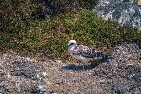 Galapagos Islands - August 24, 2017: Seagull in Plaza Sur island, Galapagos Islands, Ecuadorのeditorial素材