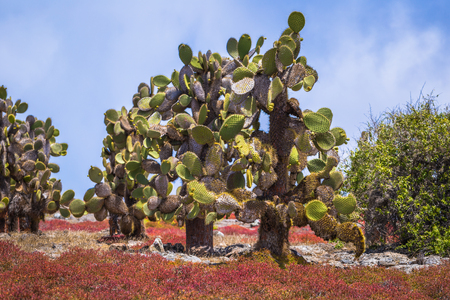Galapagos Islands - August 24, 2017: Endemic cactus trees in Plaza Sur island, Galapagos Islands, Ecuadorのeditorial素材