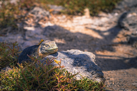 Galapagos Islands - August 24, 2017: Endemic Land Iguana in Plaza Sur island, Galapagos Islands, Ecuadorのeditorial素材