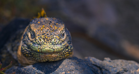 Galapagos Islands - August 24, 2017: Endemic Land Iguana in Plaza Sur island, Galapagos Islands,...