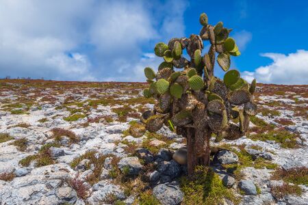 Galapagos Islands - August 24, 2017: Landscape of Plaza Sur island, Galapagos Islands, Ecuadorのeditorial素材