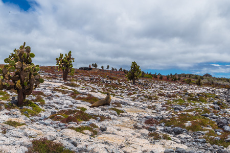 Galapagos Islands - August 24, 2017: Sealions in Plaza Sur island, Galapagos Islands, Ecuadorのeditorial素材