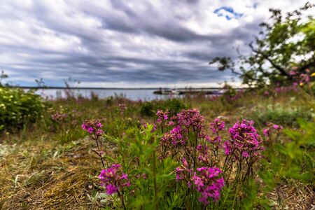 Flowers in the northern tip of Ã–land, Sweden