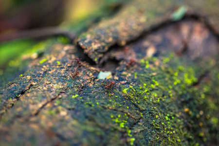 Manu National Park, Peru - August 09, 2017: Jungle Ants in the Amazon rainforest of Manu National Park, Peruのeditorial素材