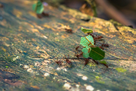 Manu National Park, Peru - August 09, 2017: Jungle Ants in the Amazon rainforest of Manu National Park, Peruの写真素材