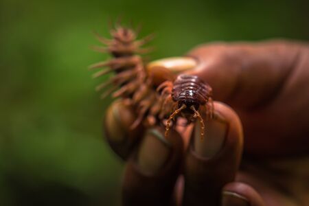 Manu National Park, Peru - August 07, 2017: Wild centipede in the Amazon rainforest of Manu National Park, Peruのeditorial素材