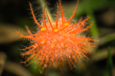 Wild flora of Manu National Park, Peru
