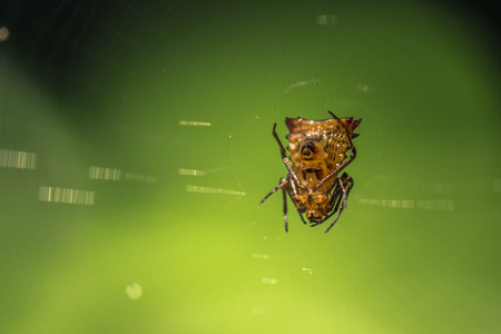 Wild yellow spider in the Amazon rainforest of Manu National Park, Peru