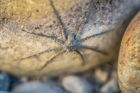 Manu National Park, Peru - August 07, 2017: Wild spider in the Amazon rainforest of Manu National Park, Peruの写真素材