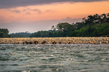Manu National Park, Peru - August 06, 2017: Birds by the shores of Madre de Dios river in Manu National Park, Peruのeditorial素材