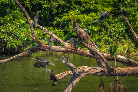 Manu National Park, Peru - August 07, 2017: Wild ducks in Cocha Salvador in Manu National Park, Peru