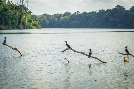 Wild ducks in Cocha Salvador in Manu National Park, Peruの写真素材