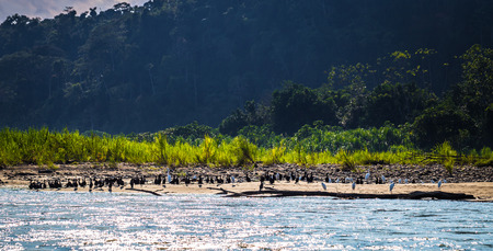 Manu National Park, Peru - August 06, 2017: Birds in the Amazon rainforest in Manu National Park, Peruのeditorial素材