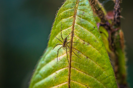 Small spider in the Amazon rainforest of Manu National Park, Peruの写真素材