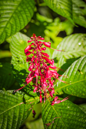 Manu National Park, Peru - August 10, 2017: Landscape of the Amazon rainforest of Manu National Park, Peruのeditorial素材
