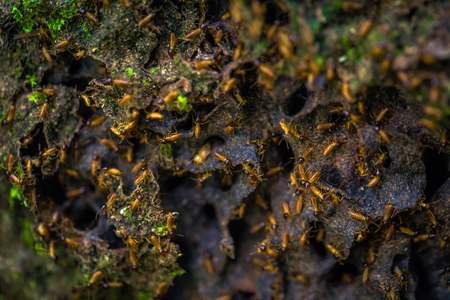 Manu National Park, Peru - August 10, 2017: Ant hive in the Amazon rainforest of Manu National Park, Peruのeditorial素材