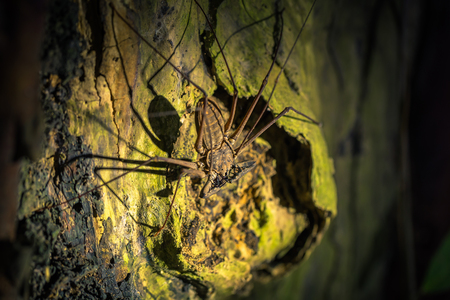 Manu National Park, Peru - August 07, 2017: Giant Scorpion spider in the darkness of the Amazon rainforest of Manu National Park, Peruのeditorial素材