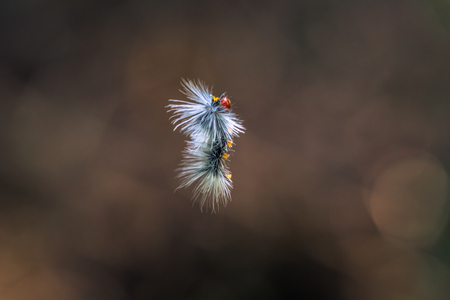 Manu National Park, Peru - August 10, 2017: Woolly catterpillar in the Amazon rainforest of Manu National Park, Peruのeditorial素材