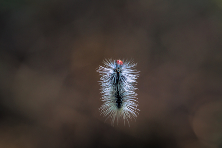 Manu National Park, Peru - August 10, 2017: Woolly catterpillar in the Amazon rainforest of Manu National Park, Peruのeditorial素材
