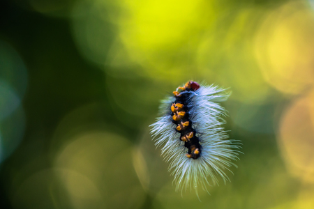 Woolly catterpillar in the Amazon rainforest of Manu National Park, Peruの写真素材