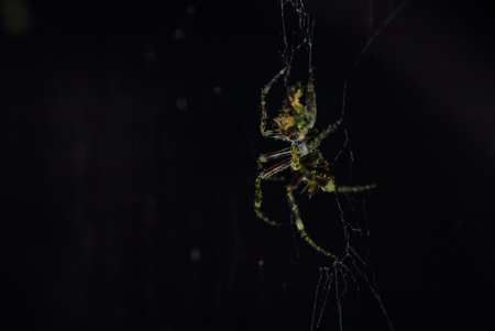 Manu National Park, Peru - August 07, 2017: Wild spider in the darkness of the Amazon rainforest of Manu National Park, Peruのeditorial素材
