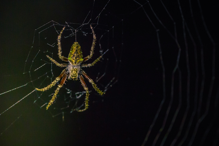 Manu National Park, Peru - August 07, 2017: Wild spider in the darkness of the Amazon rainforest of Manu National Park, Peruのeditorial素材