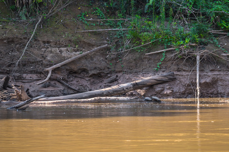 Manu National Park, Peru - August 06, 2017: Small turtle in the shores of the Amazon rainforest in Manu National Park, Peruのeditorial素材