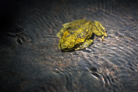 Manu National Park, Peru - August 10, 2017: Yellow frog underwater the Amazon rainforest of Manu National Park, Peruのeditorial素材