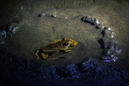 Manu National Park, Peru - August 10, 2017: Couple of yellow frogs mating in the Amazon rainforest of Manu National Park, Peruのeditorial素材