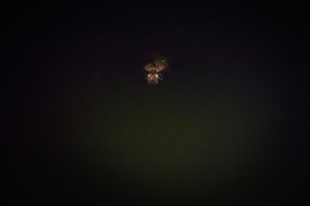 Manu National Park, Peru - August 07, 2017: Black Cayman in the dark waters of the Amazon rainforest of Manu National Park, Peruのeditorial素材