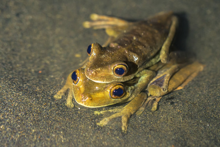 Manu National Park, Peru - August 10, 2017: Couple of yellow frogs mating in the Amazon rainforest of Manu National Park, Peruのeditorial素材