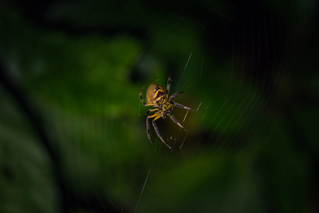 Manu National Park, Peru - August 07, 2017: Wild spider in the darkness of the Amazon rainforest of Manu National Park, Peruのeditorial素材