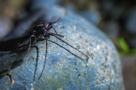 Manu National Park, Peru - August 10, 2017: Brown beetle insect in the Amazon rainforest of Manu National Park, Peruのeditorial素材