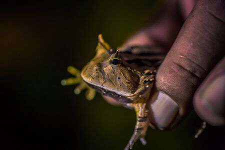 Manu National Park, Peru - August 07, 2017: Rhino frog in the darkness of the Amazon rainforest of Manu National Park, Peruのeditorial素材