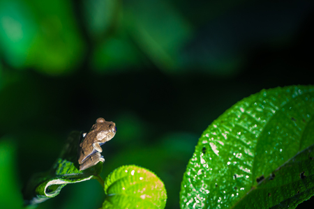 Small orange frog in the Amazon rainforest of Manu National Park, Peruの写真素材