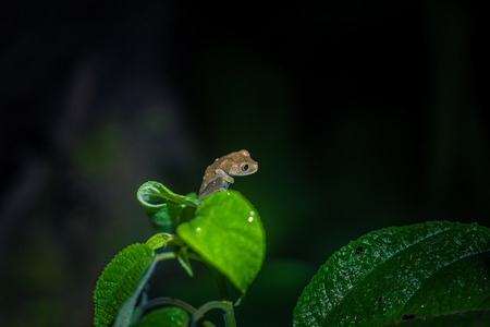 Manu National Park, Peru - August 10, 2017: Small orange frog in the Amazon rainforest of Manu National Park, Peruのeditorial素材