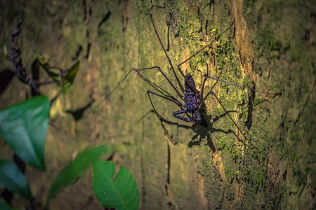 Manu National Park, Peru - August 06, 2017: A Scorpion spider in the darkness of the Amazon rainforest of Manu National Park, Peruのeditorial素材